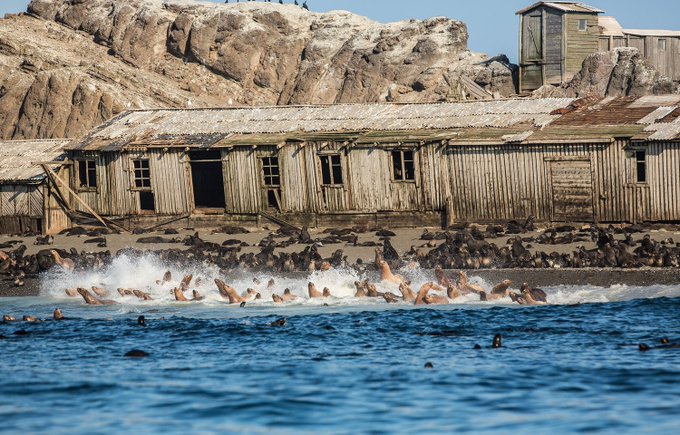 25. Kuril Adalarından terkedilmiş Tulenyi Adasının sahilinde bir fok balığı kolonisi.